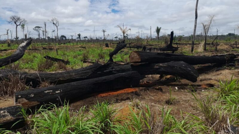 Forças de segurança fiscalizam fazendas no noroeste de MT e aplicam cerca de R$ 24,2 milhões em multas