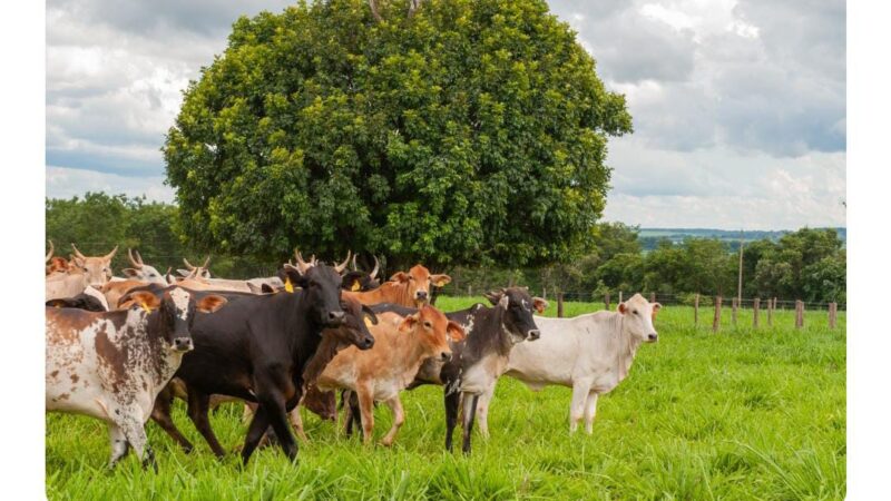 GÓIAS:  PRAZO PARA EFETUAR A DECLARAÇÃO DE REBANHO COMEÇOU NA ÚLTIMA SEXTA-FEIRA 1° DE NOVEMBRO 